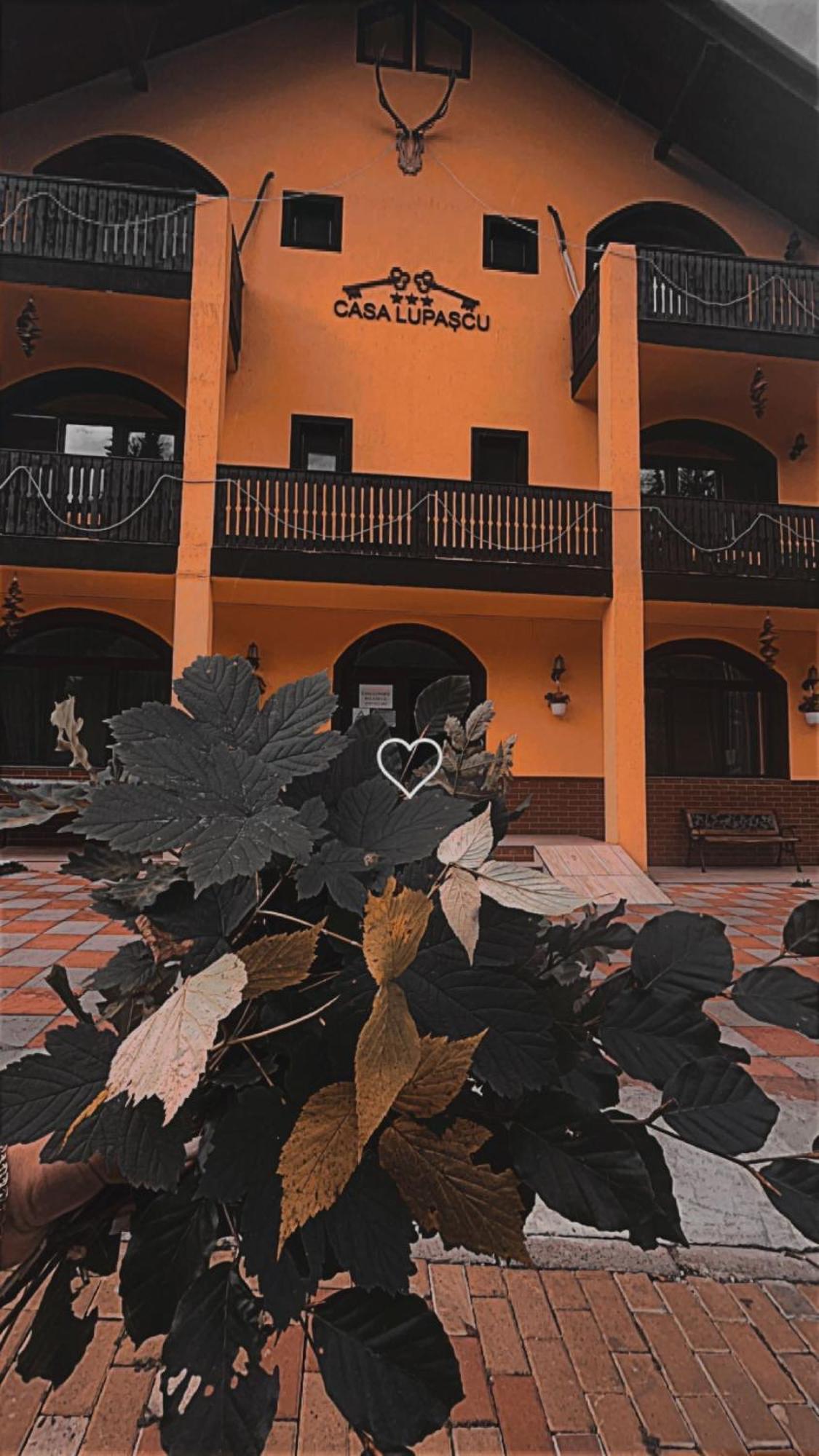Casa Lupascu Hotel Dornavátra Kültér fotó